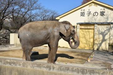 北野博司 #06 姫路市立動物園 ゾウの姫子