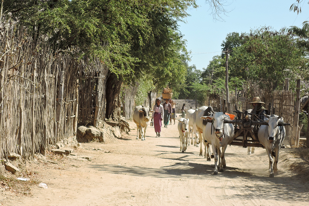 北野博司 #10 北の旅、南の旅　クウィアン（牛車）。ミャンマーの農村では今も現役