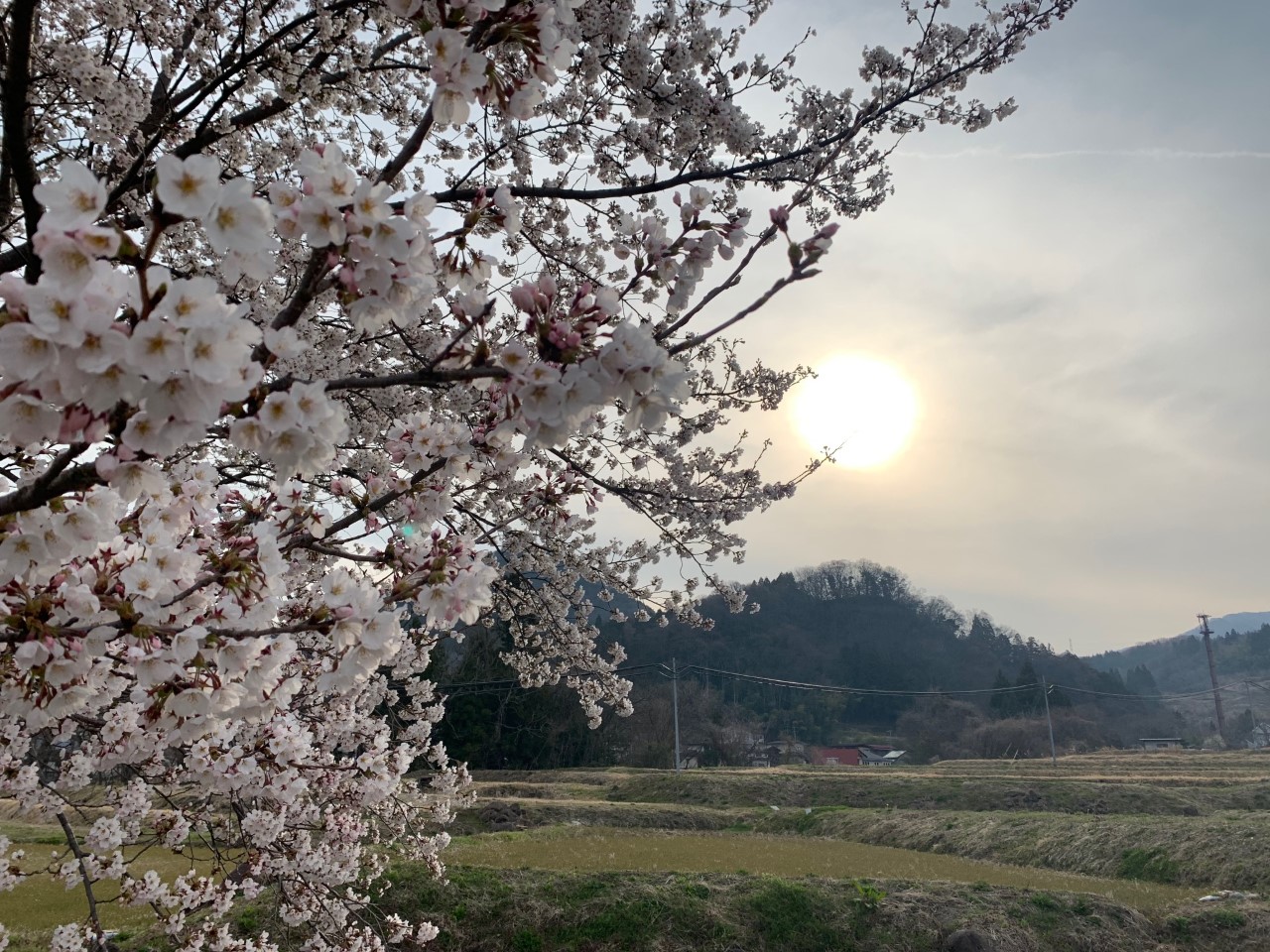 芸工大の裏の山と桜