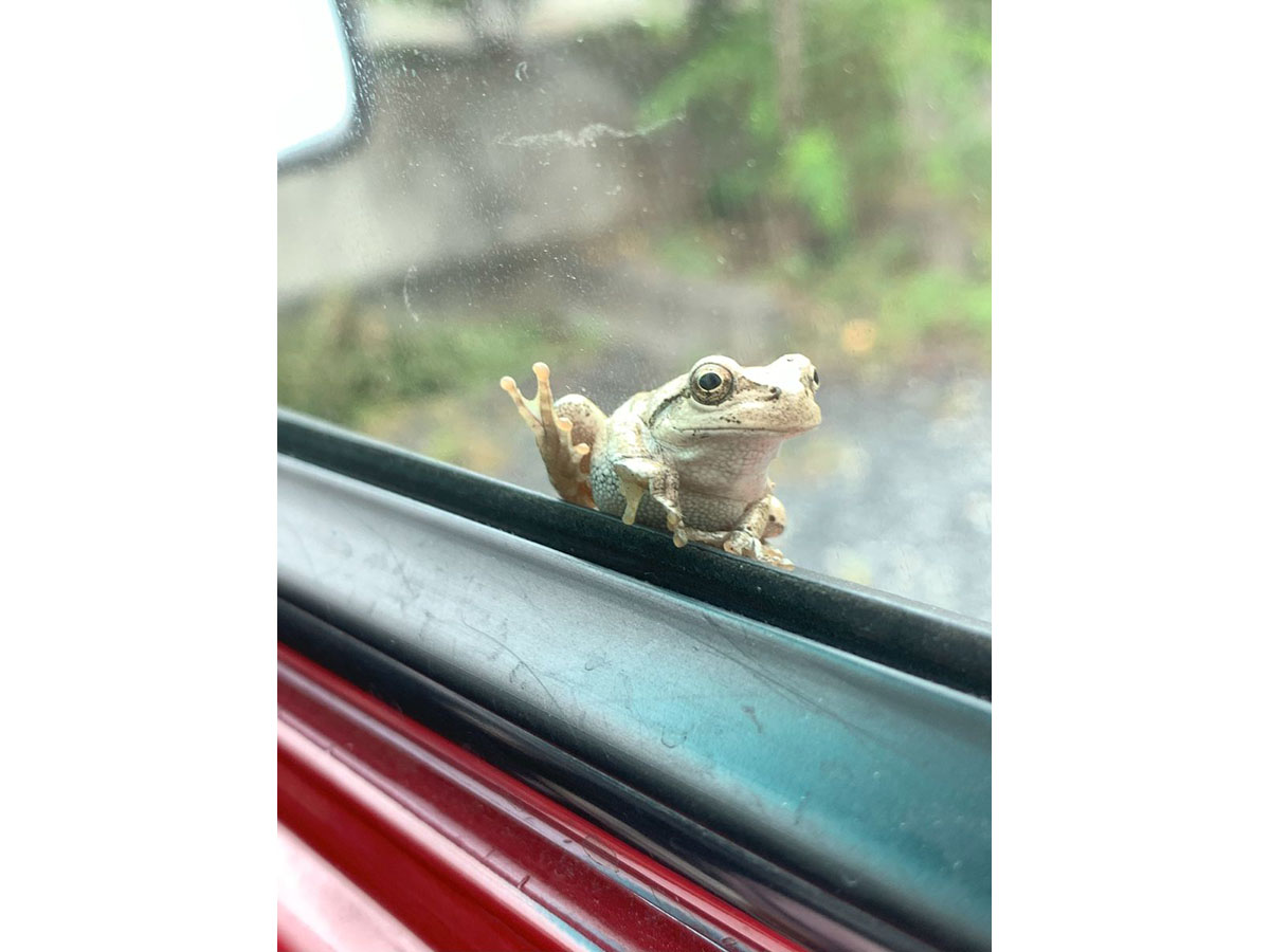 クルマの窓にやってきたカエルくん