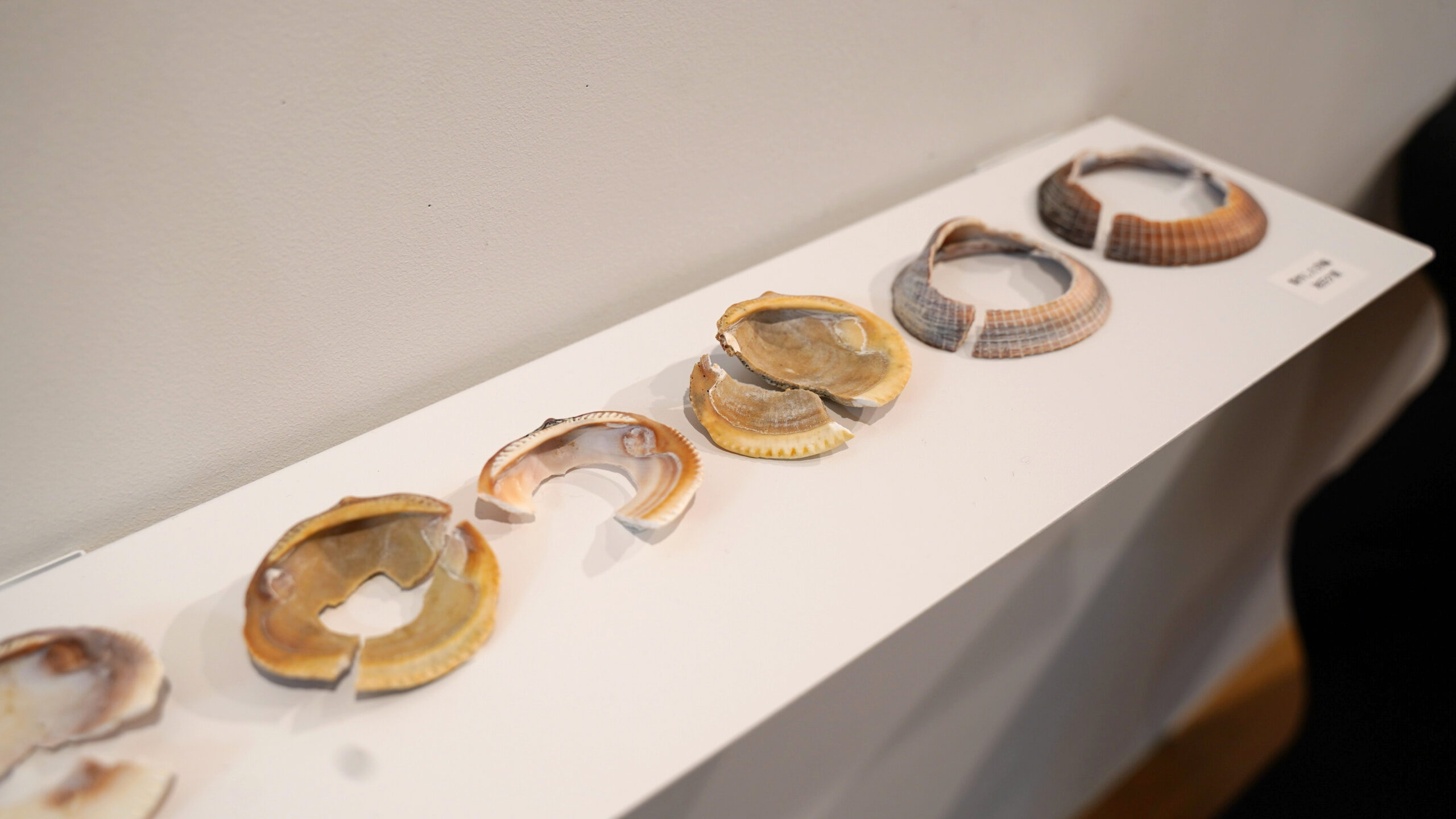 歴史遺産学科3年生による成果発表展「地域にあふれる研究のタネ」が